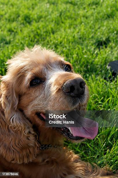 Cocker Spaniel Stock Photo - Download Image Now - Animal, Canine - Animal, Cocker Spaniel