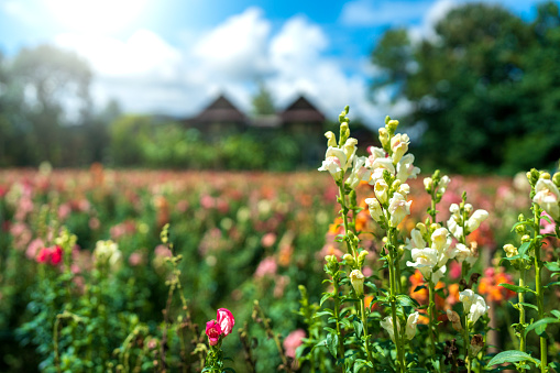 Blossom White antirrhinum flowers at field.