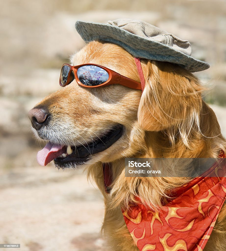 Hund mit Sonnenbrille, Hut und Tuch - Lizenzfrei Golden Retriever Stock-Foto