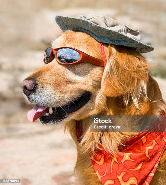 Hund Mit Sonnenbrille Hut Und Tuch Stockfoto und mehr Bilder von Golden Retriever - Golden Retriever, Humor, Domestizierte Tiere