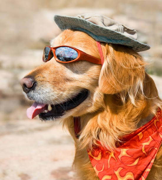 istock Dog with sunglasses, hat and kerchief 173878843