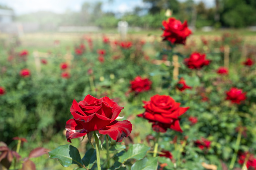 Beautiful roses blooming at field.