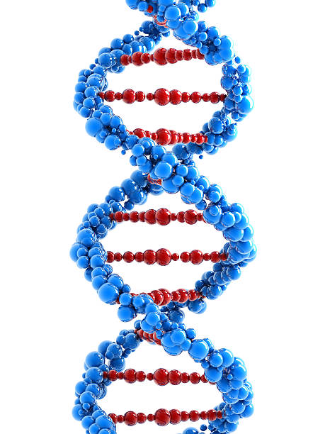 dna spiral (スパイラル)がオンのホワイト（クリッピングパスを含む） - dna helix helix model red ストックフォトと画像