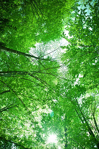 istock nature ecology green woods forest scenery with trees 173879160