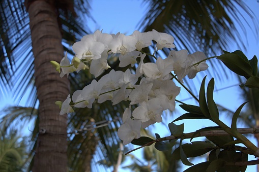 A close-up of white Phalaenopsis Aphrodite flowers growing on a lush green plant