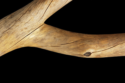 Forked branch of dry dead weathered desert Manzanita Arctostaphylos uva-ursi on black background.