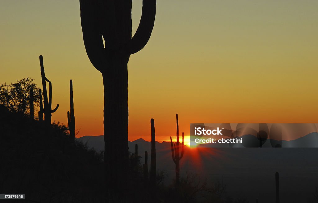 Coucher de soleil à Saguaro - Photo de Arizona libre de droits