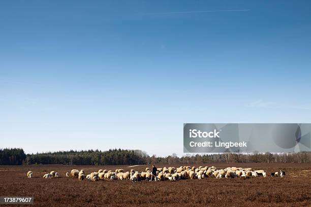 Shepherd With His Herd Of Sheep Stock Photo - Download Image Now - Adult, Adults Only, Animal