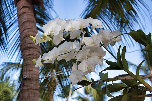 A close-up of white Phalaenopsis Aphrodite flowers growing on a lush green plant