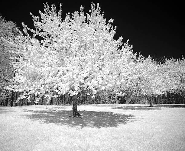 istock Infrared Blossoming Tree In An Open Field 173879614