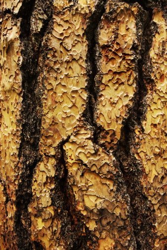 Pine bark natural pattern lightly moistened following a rain shower.