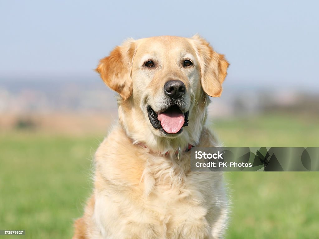 Golden Retriever retrato - Foto de stock de Aire libre libre de derechos