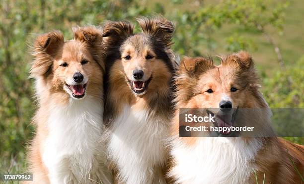 3 뽀샤시 Shelties 개에 대한 스톡 사진 및 기타 이미지 - 개, 군집 동물, 귀여운