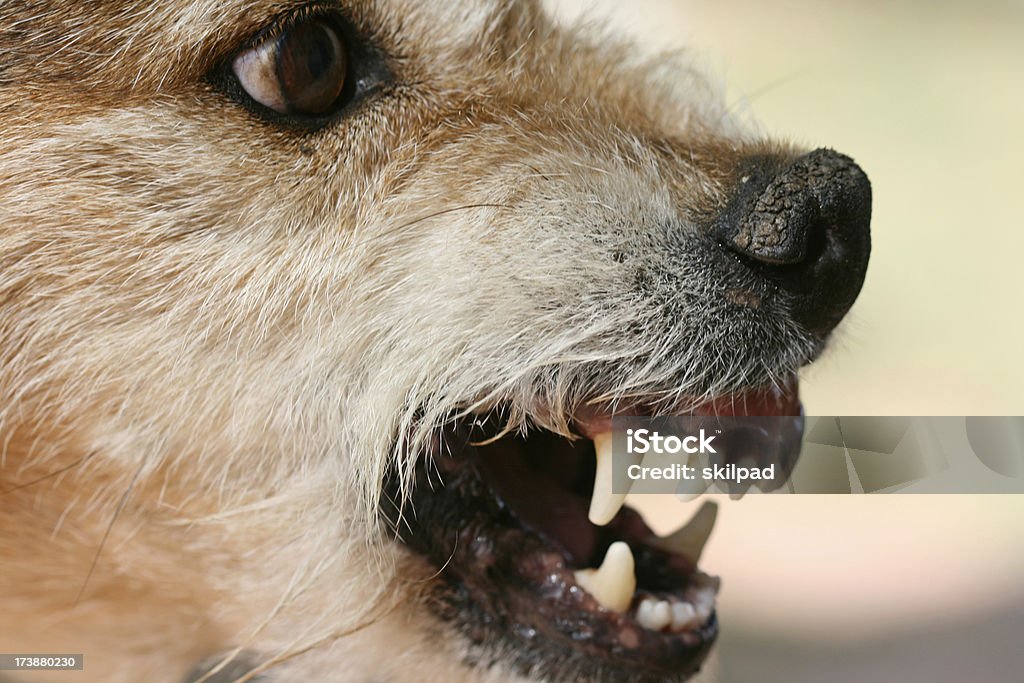 Agressivo cão dentes - Foto de stock de Agressão royalty-free