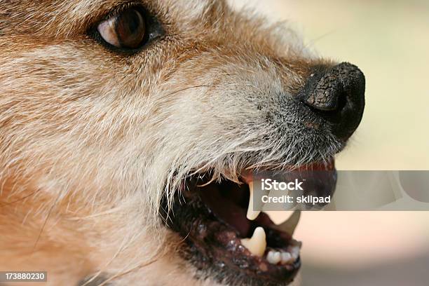 Foto de Agressivo Cão Dentes e mais fotos de stock de Agressão - Agressão, Animal, Boca Animal