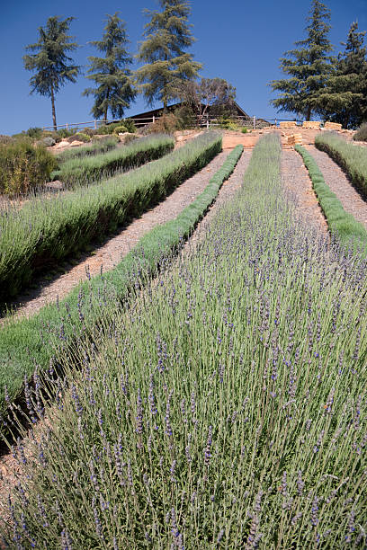 Lavender Field, Flower, Rows Recede Up Hill, Diminishing Perspective