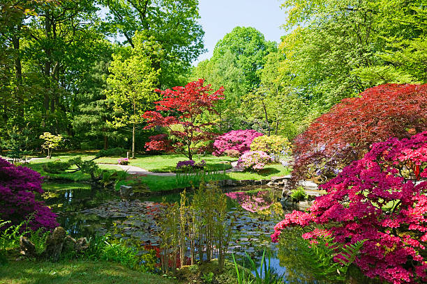 giardino giapponese # 5 xxxl - nature japanese garden formal garden ornamental garden foto e immagini stock