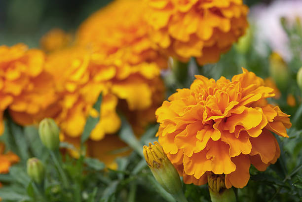 istock Orange french marigold 173880643