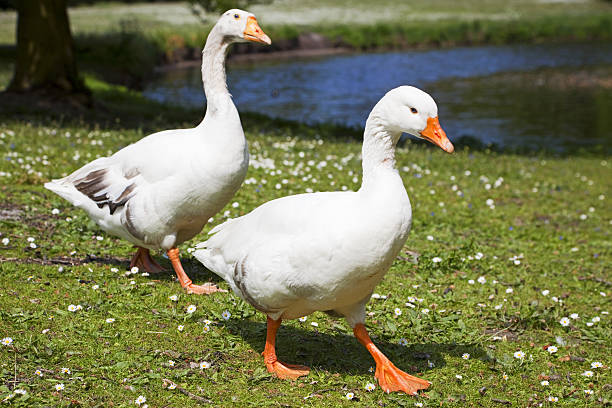 istock Geese # 2 XXXL 173880731