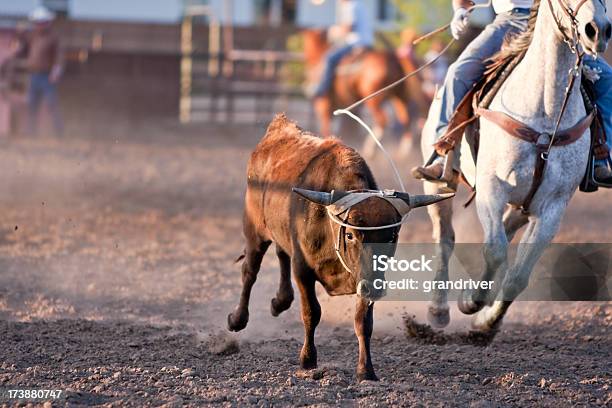 Foto de Guie Roping e mais fotos de stock de Cavalo - Família do cavalo - Cavalo - Família do cavalo, Cortar - Atividade, Corda