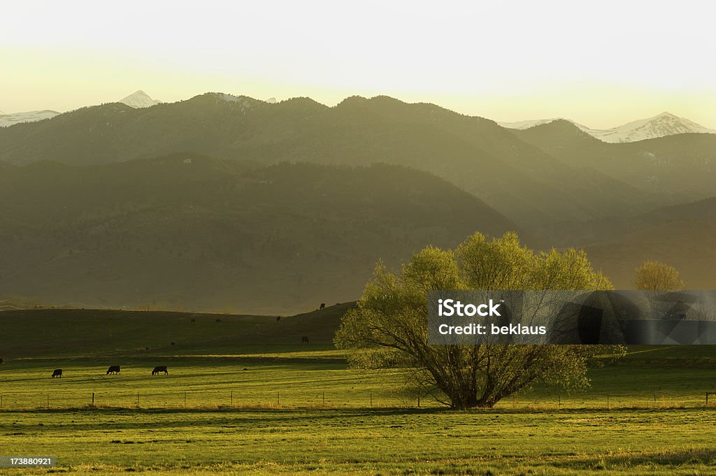 Cows in the Hills Cows grazing below the Rocky Mountains in Colorado Agricultural Field Stock Photo
