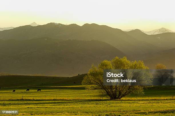 Cows In The Hills Stock Photo - Download Image Now - Agricultural Field, Agriculture, Animal
