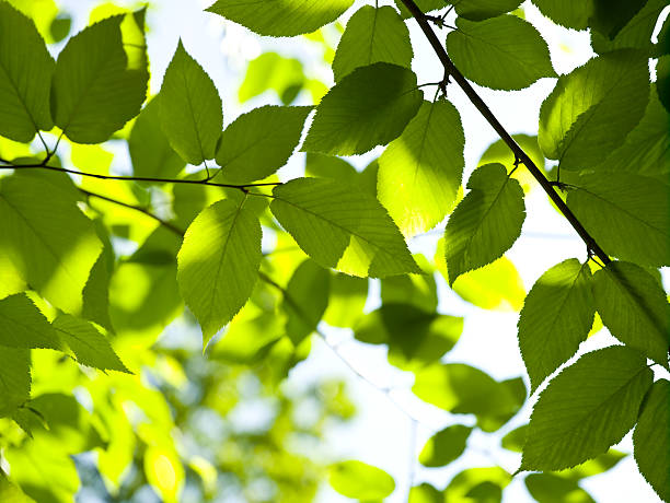 sonnenlicht fällt durch die blätter - american beech stock-fotos und bilder