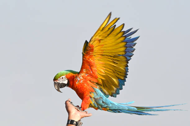 istock A beautiful Macaw perched on the owner's hand against a blue sky 1738810136