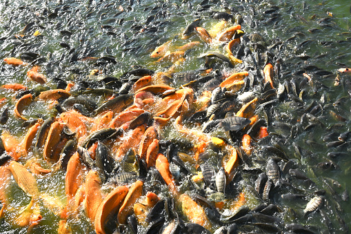 Many colorful carp that feed in the fish pond are gathering into a group.