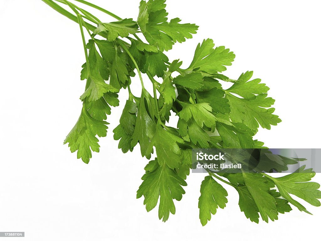 Italian parsley Italian flat leaf parsley Close-up Stock Photo