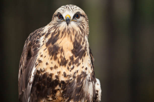 istock peregrine falcon 173881171