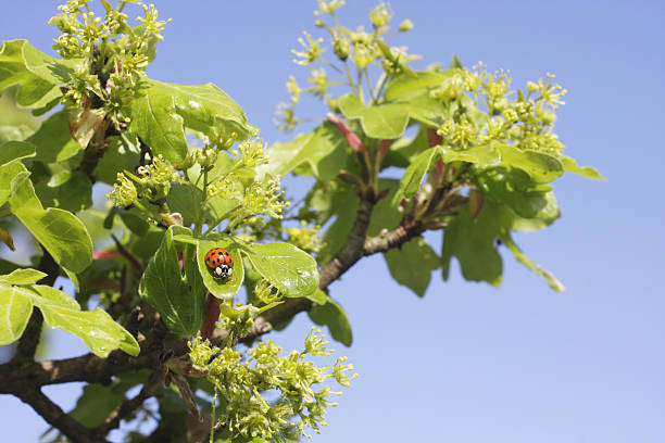 Close-up of a ladybug eating green aphids on a Apple tree leaves in the orchard
