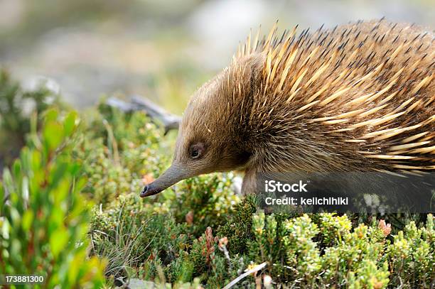 Echidna Animal In A Field Of Weeds Stock Photo - Download Image Now - Echidna, Tasmania, Australia