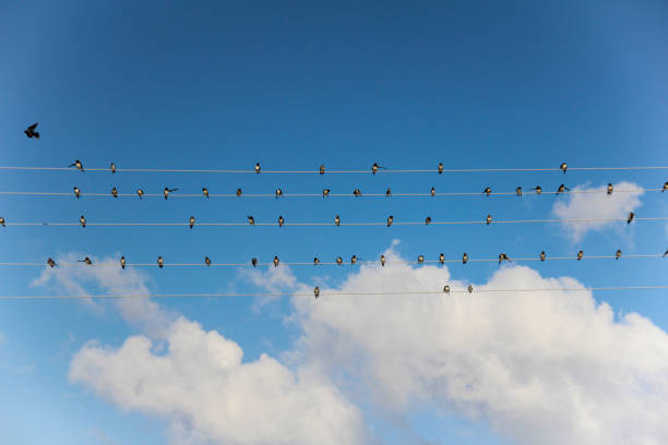 A flock of swallows perched on electric wires.