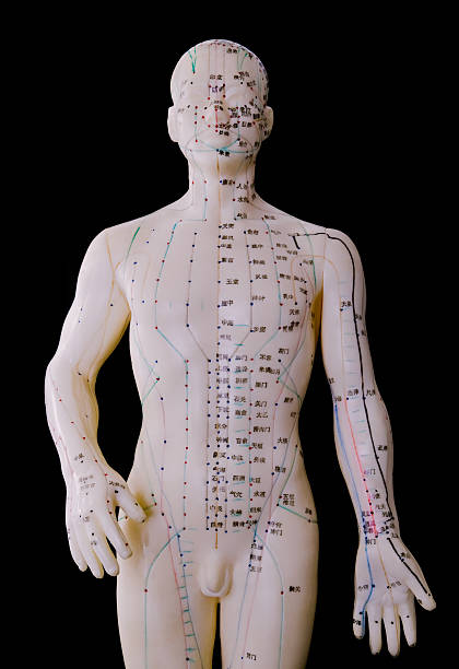 Modelo de acupuntura-macho de cuerpo humano frontal - foto de stock