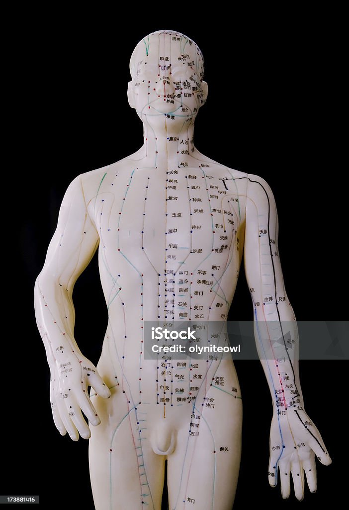 Modello per agopuntura del corpo umano-maschio davanti - Foto stock royalty-free di Fitoterapia cinese
