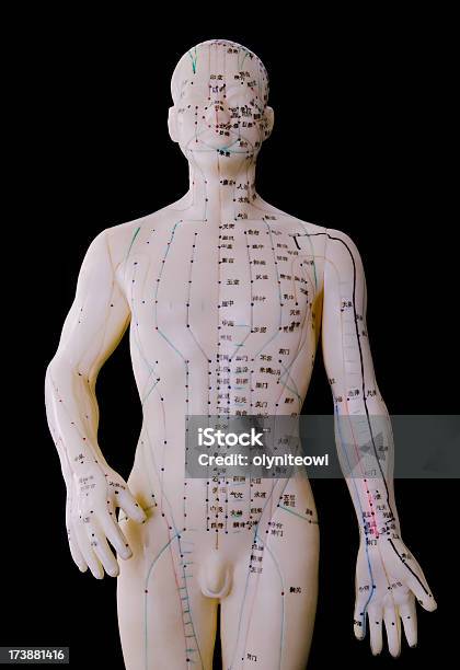 Modello Per Agopuntura Del Corpo Umanomaschio Davanti - Fotografie stock e altre immagini di Fitoterapia cinese