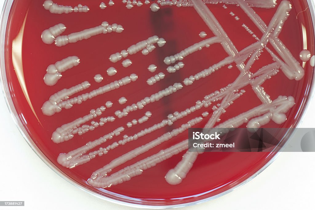 박테리아 문화 - 로열티 프리 0명 스톡 사진