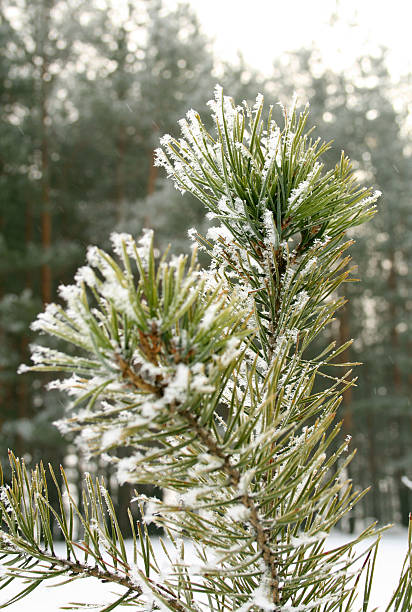 Árvore de inverno. - foto de acervo