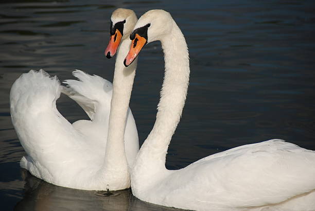 Swans coppia in amore - foto stock