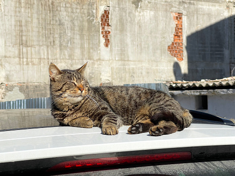 A cat lying on the roof of a car, basking in the sun, Istanbul, Turkey