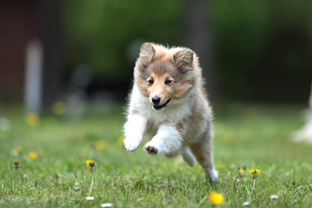 istock Sheltie puppy running in the park, mid run view 173881781