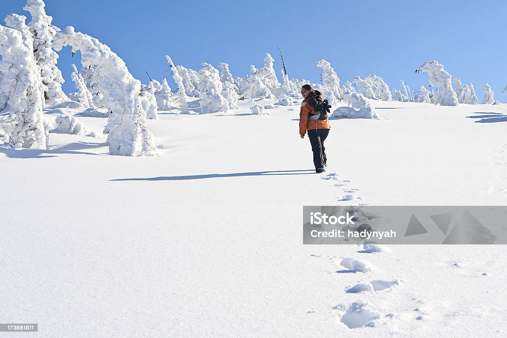 Winter-Landschaft - Lizenzfrei Baum Stock-Foto