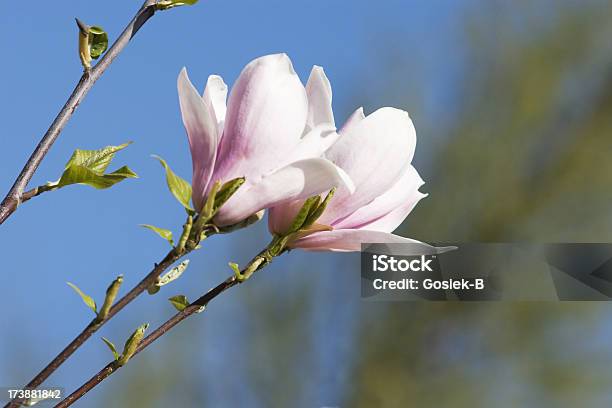 Magnolia Foto de stock y más banco de imágenes de Brote - Brote, Crecimiento, Flor