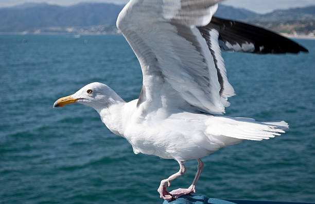 Seagull takes flight stock photo