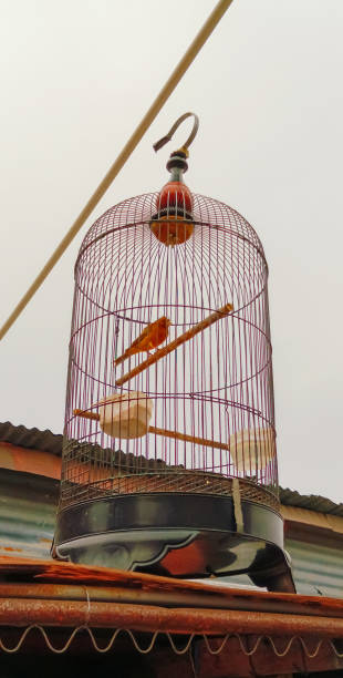 istock Iron confinement of birds 1738819447