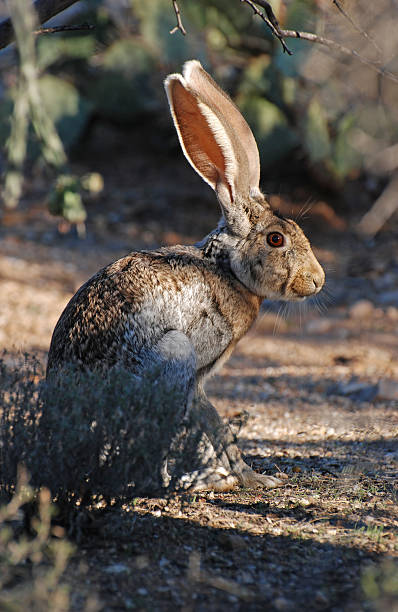 istock Antelope Jackrabbit at Saguaro National Park 173882029
