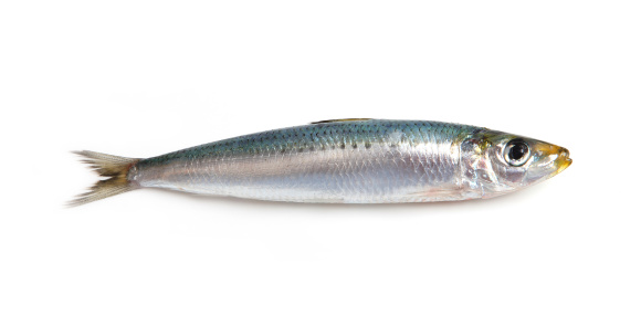 A single sardine isolated on a white background