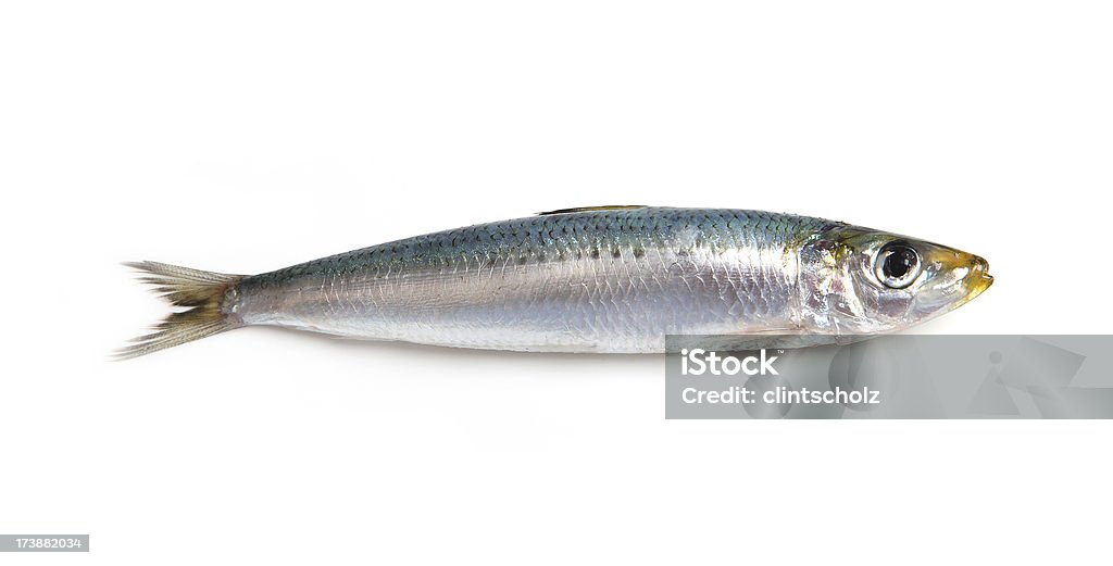 sardine A single sardine isolated on a white background Sardine Stock Photo