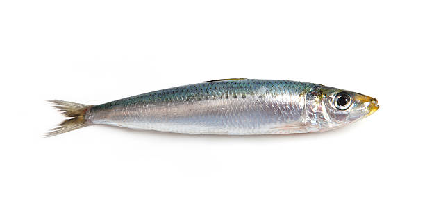 sardine stock photo